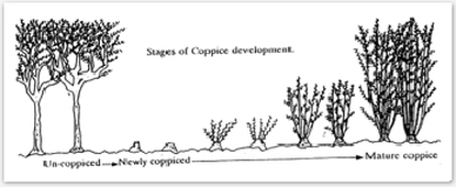 coppice definition